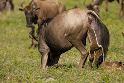 Tanzania's Serengeti National Park and Ngorongoro Crater, its wildlife